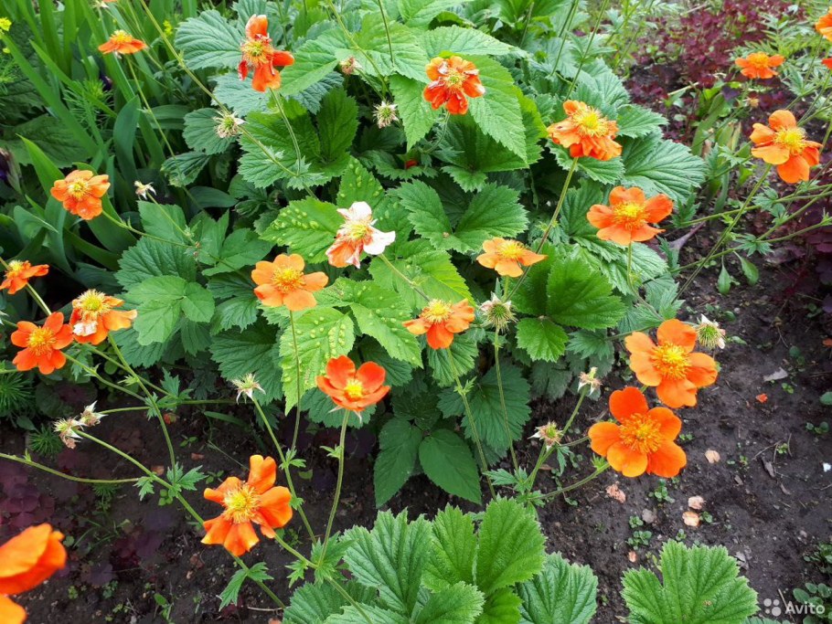 Гравилат Огненный шар