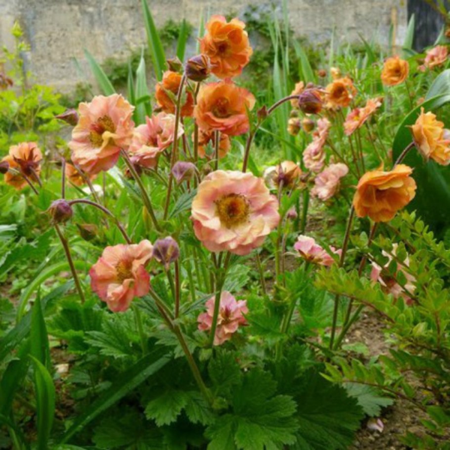 Гравилат Geum "Cosmopolitan"