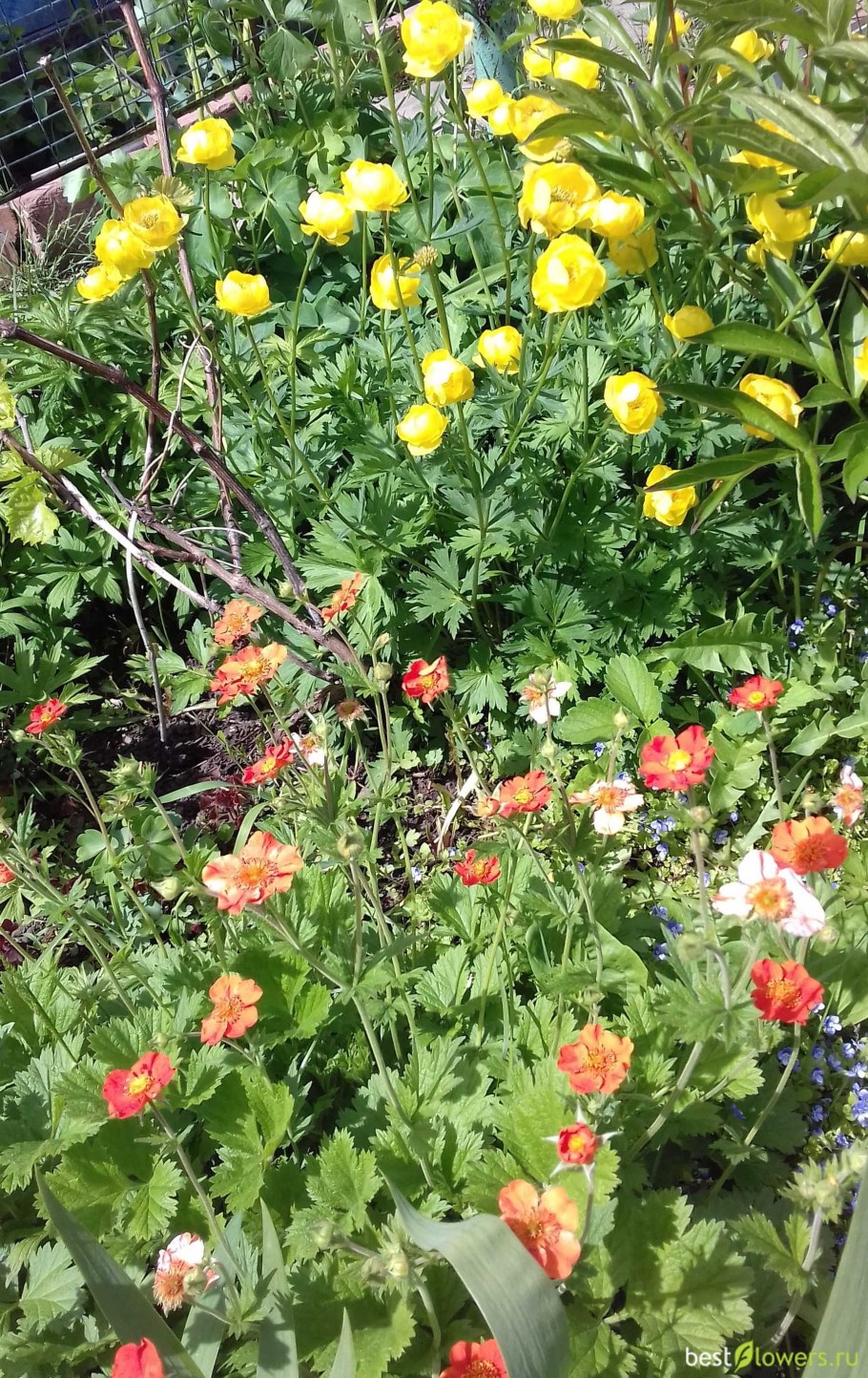 Гравилат чилийский Аурели