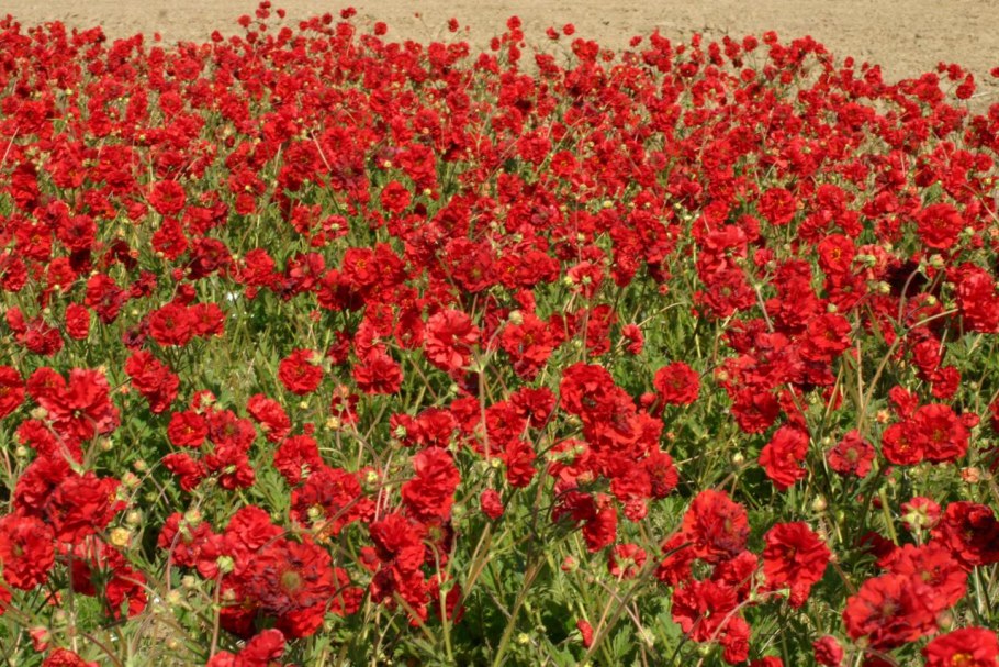 Гравилат Блазинг Сансет