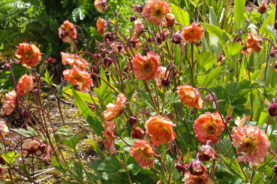 Гравилат гибридный май Тай