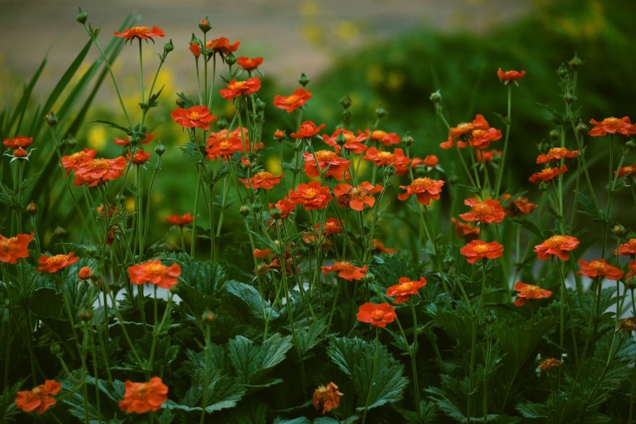 Цветок гравилат чилийский