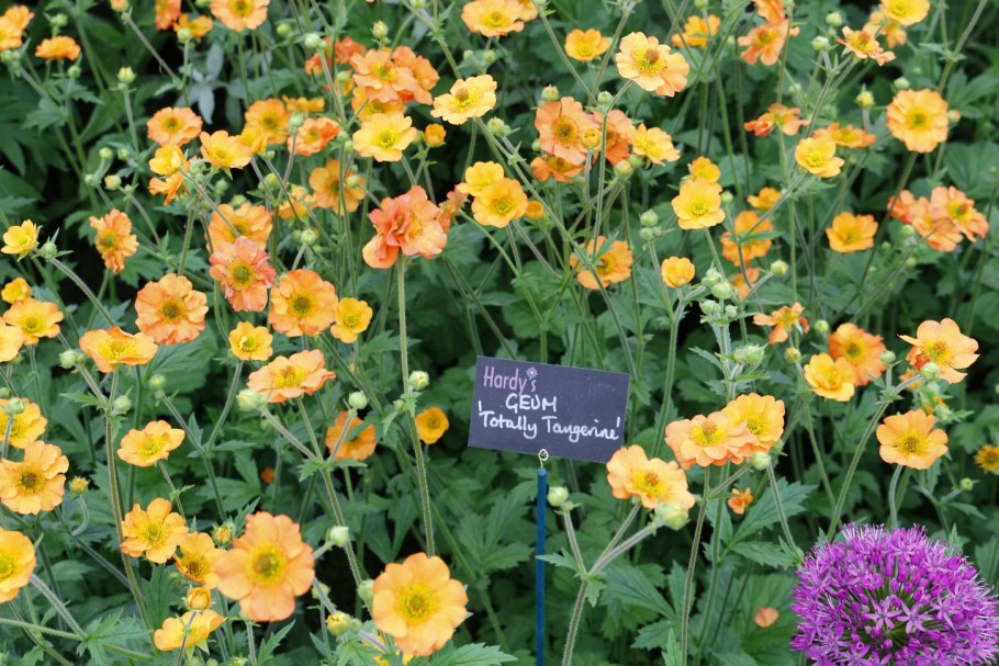 Гравилат гибридный 'Sunbeam'