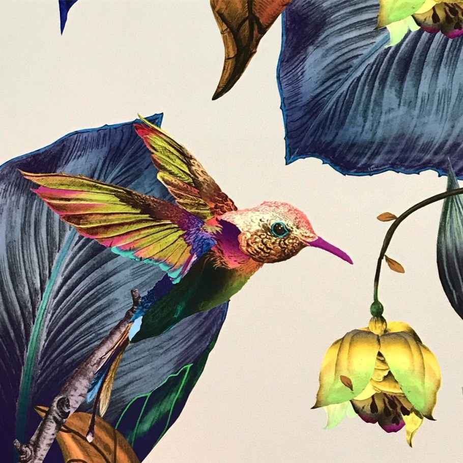 Колибри студио