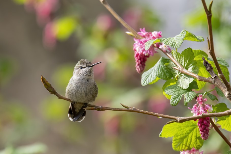 Обои на рабочий стол Колибри