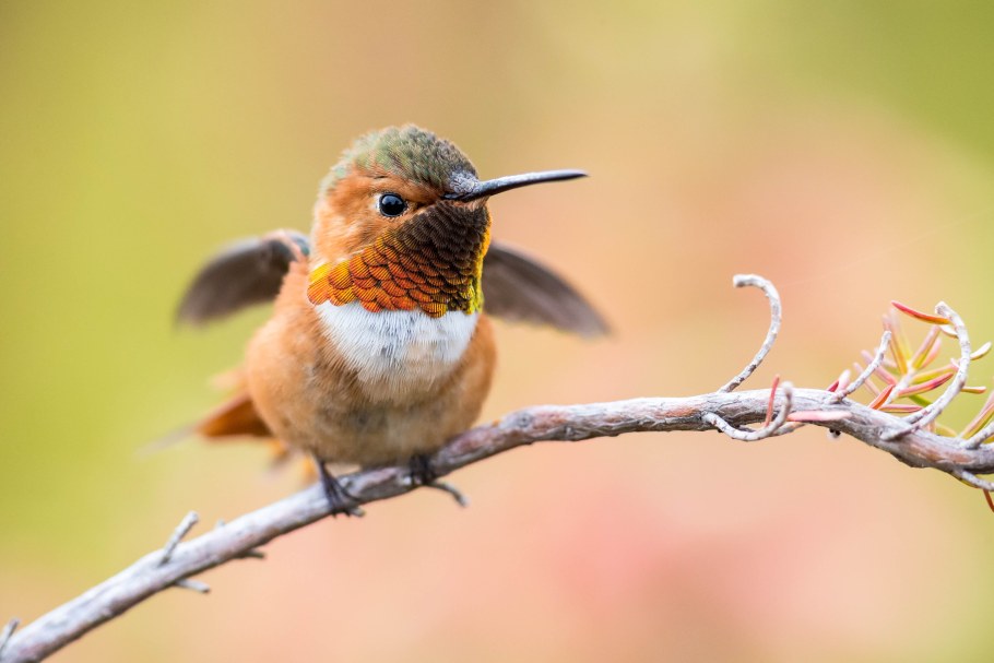 Птица на ветке