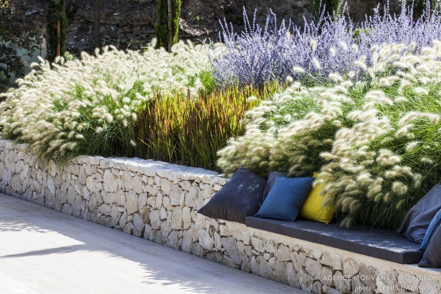 Астра Дженни миксбордере