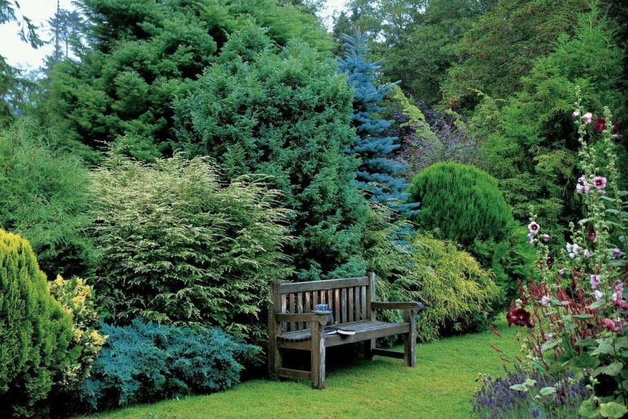 Тенелюбивые хвойники