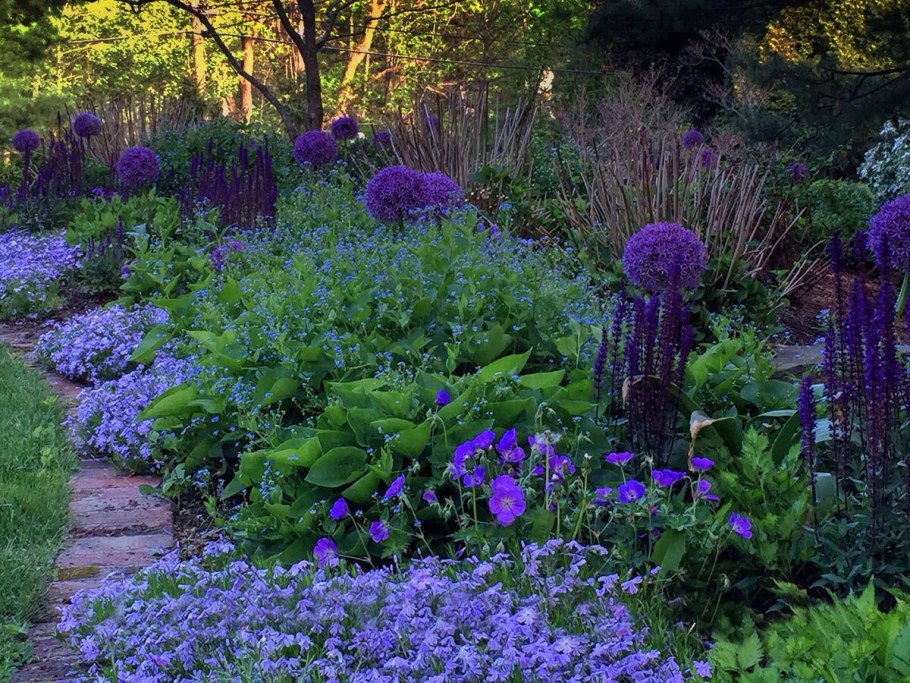 Миксбордеры Вероника голубая