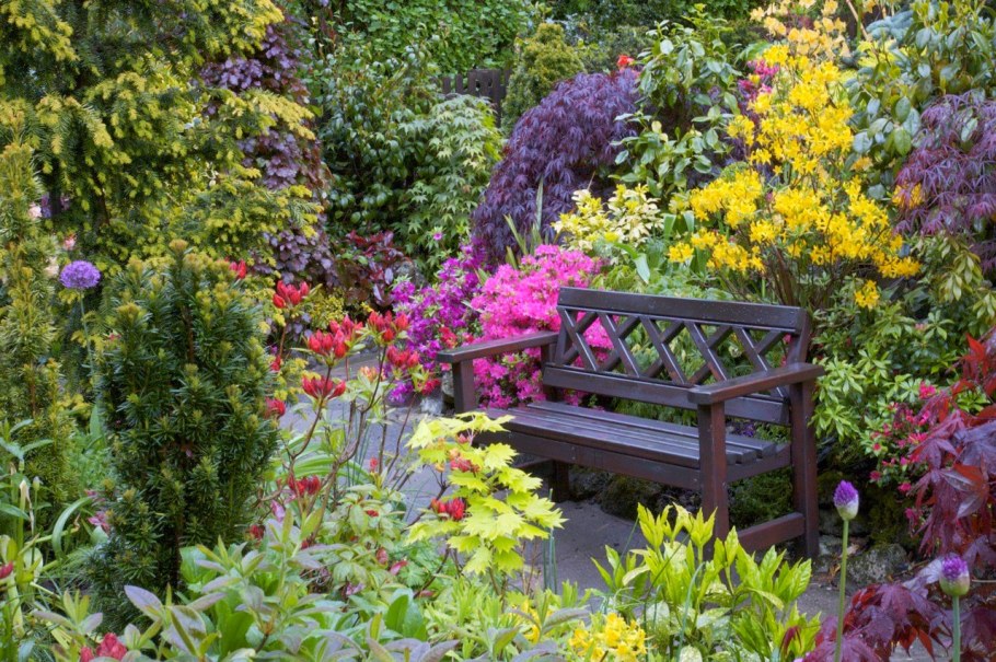 Аквилегия Аконит бадан Барвинок