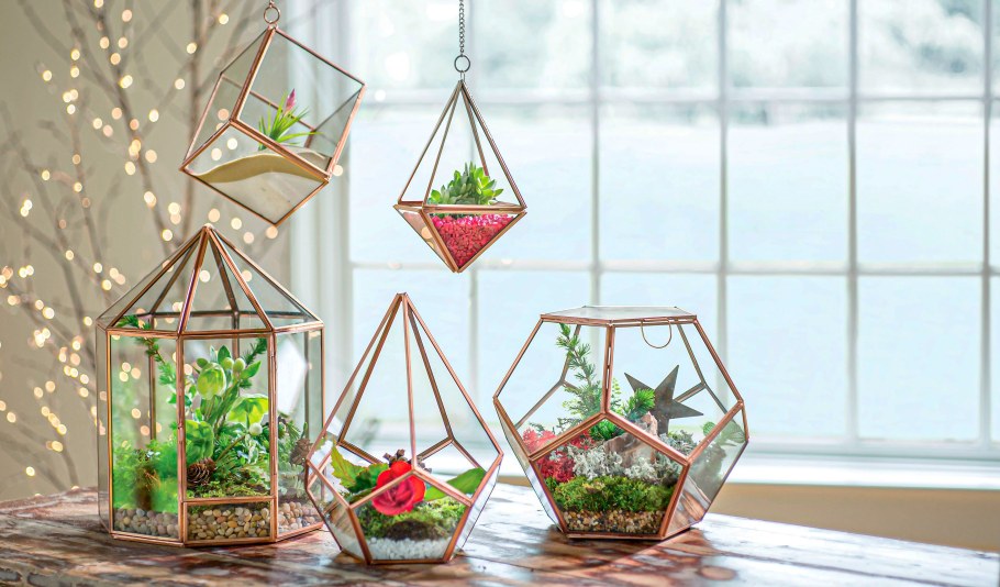 Суккуленты террариум флорариум