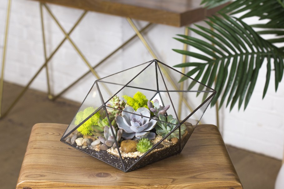 Флорариум levitera