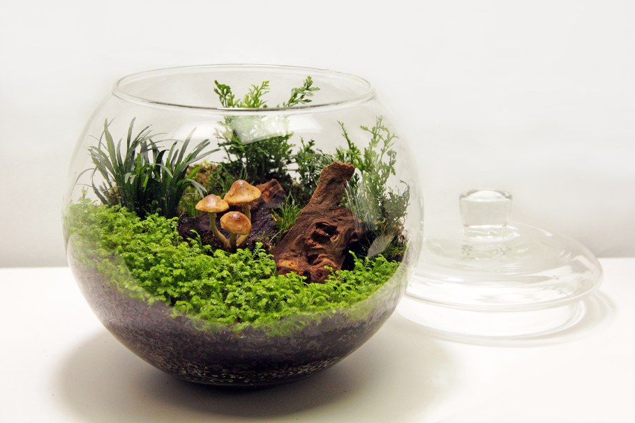 Флорариум Мирсина