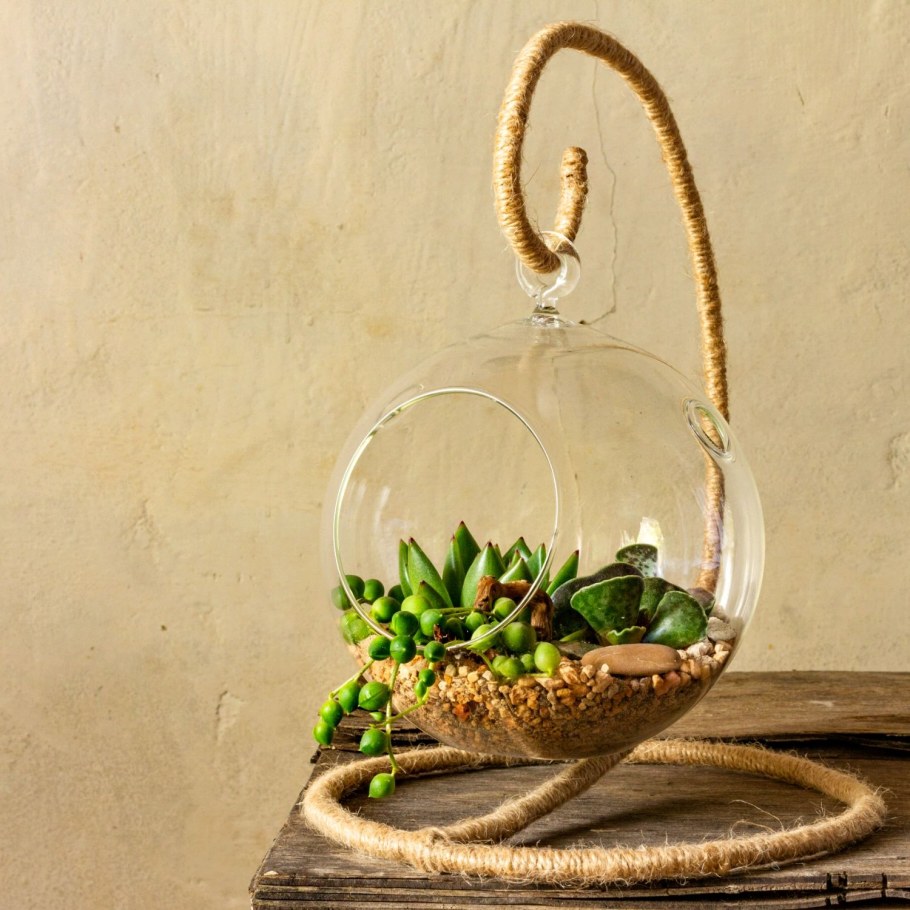 Подвесной флорариум с суккулентами