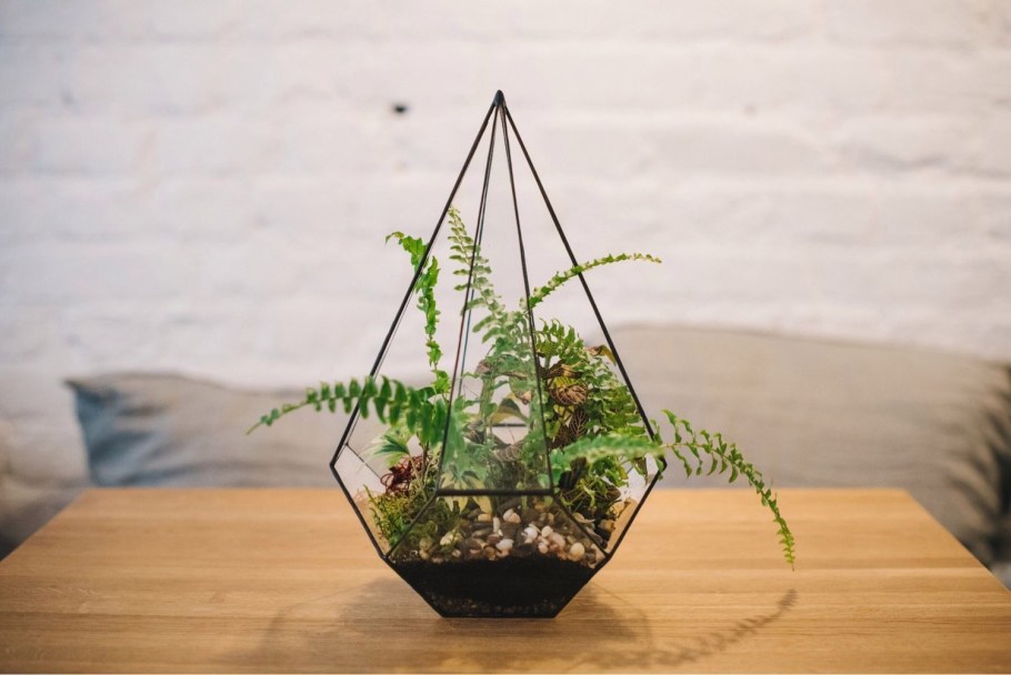 Кокедама с папоротником