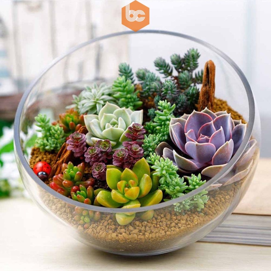 Суккулент Литопс микс