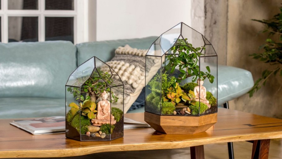 Флорариум с нолиной