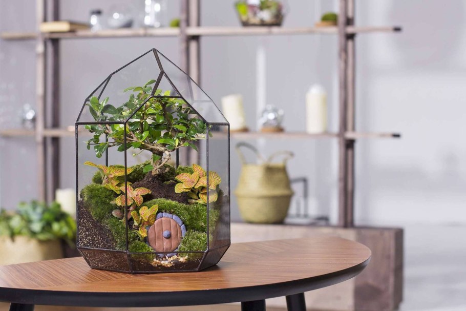 Флорариум Хоббит