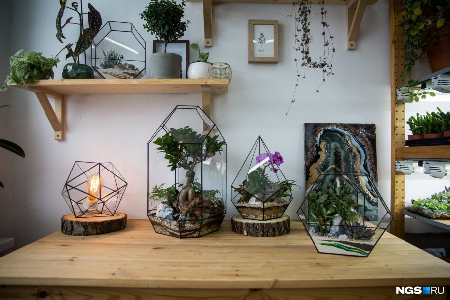 Флорариум с нолиной