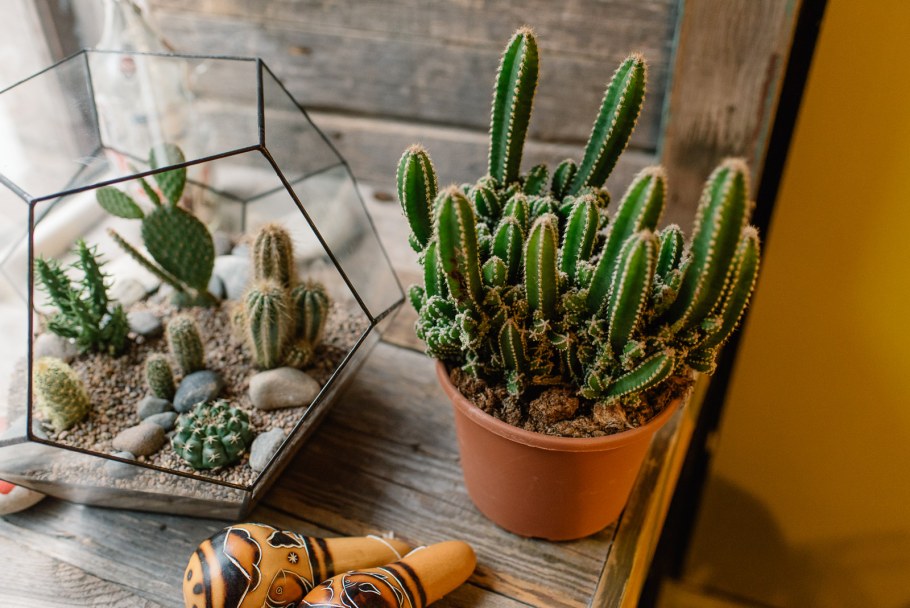 Хавортия Кактус молочай