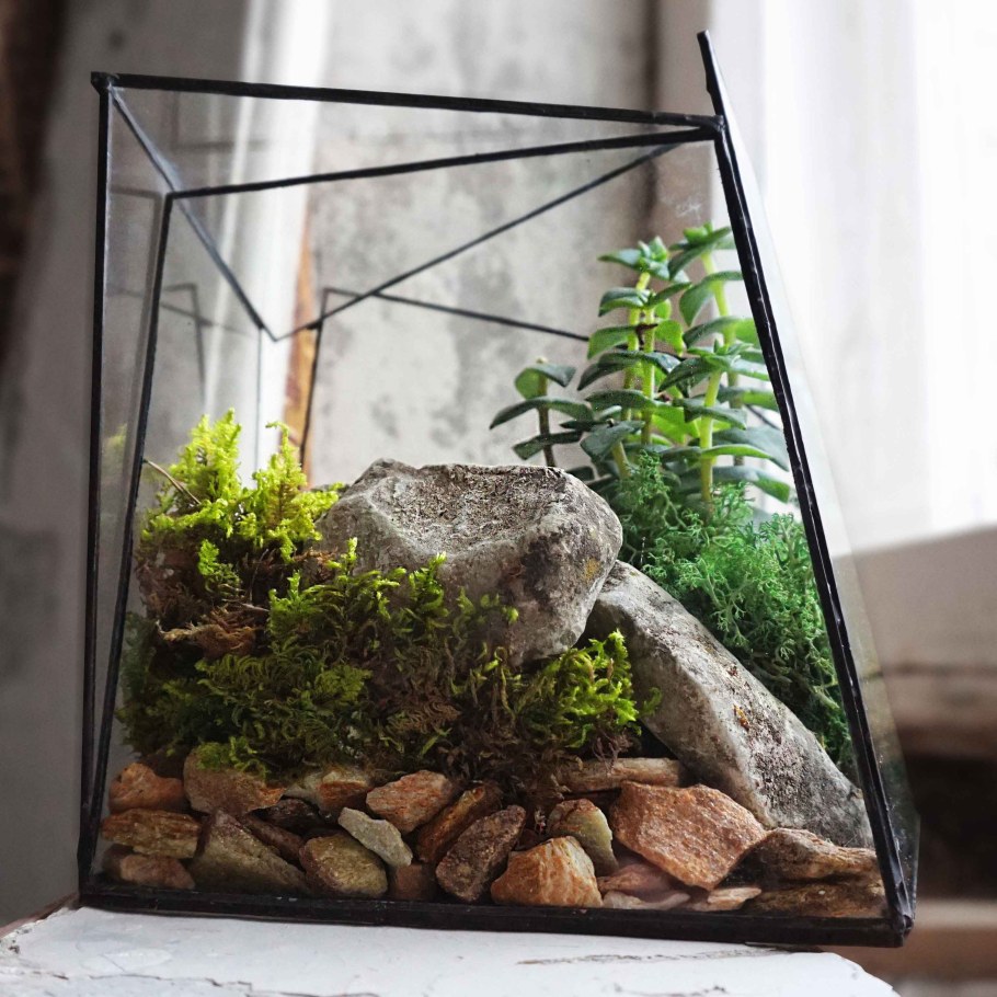 Мосс флорариум