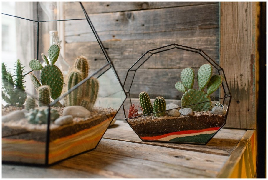 Суккуленты террариум флорариум