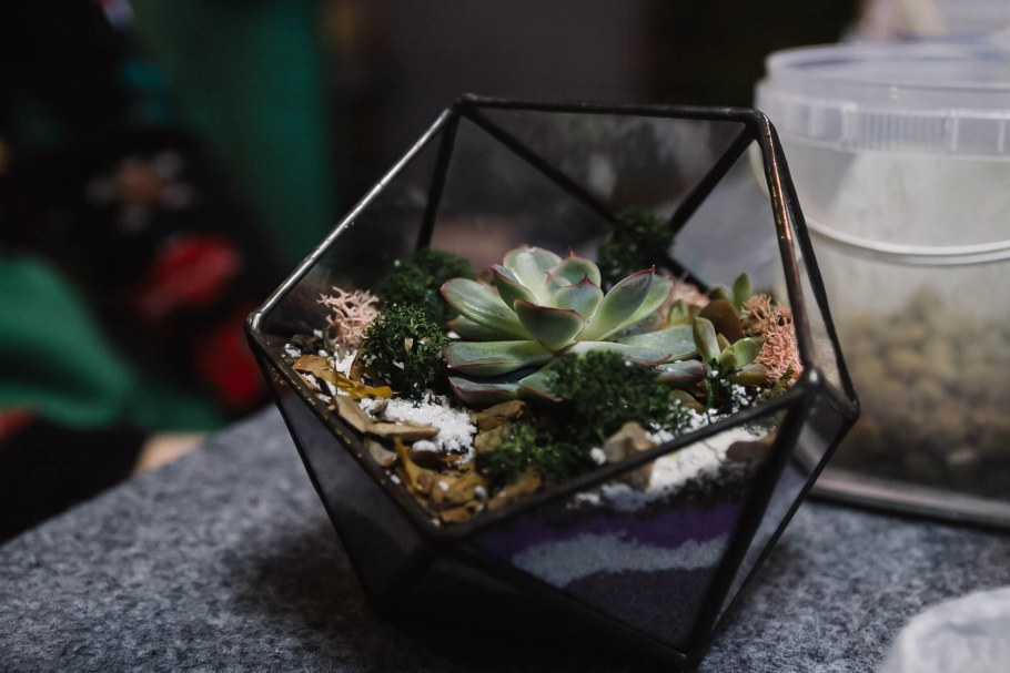 Флорариум мастер класс Екатеринбург