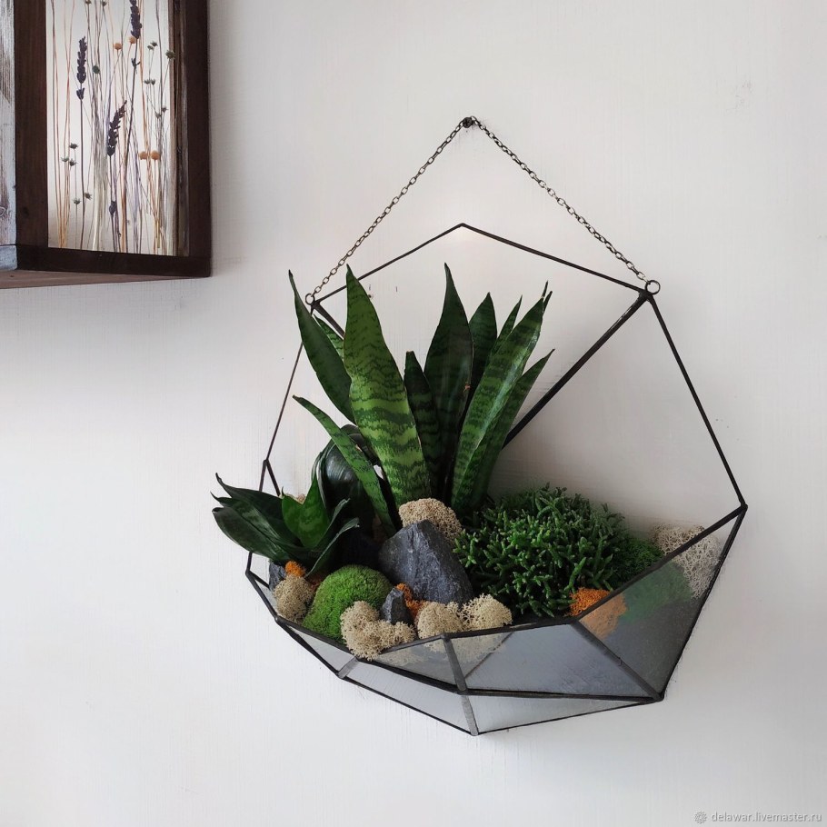 Сансевиерия Фернвуд флорариум