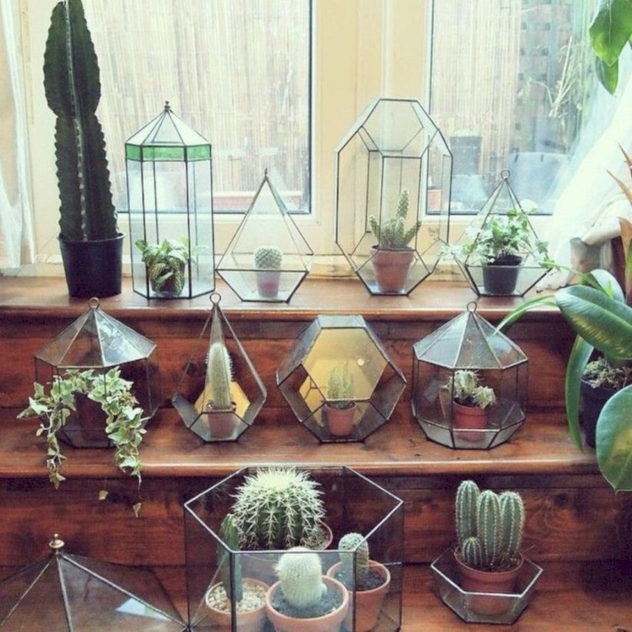 Кактусы в интерьере