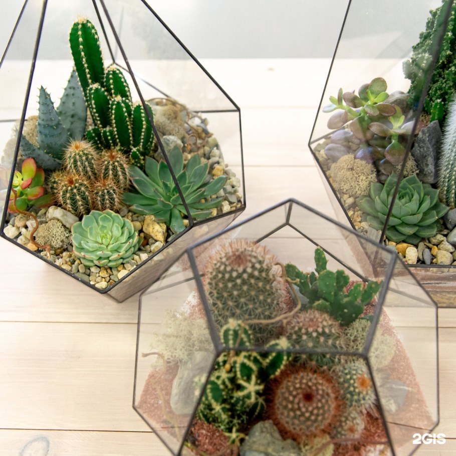 Фитодизайн флорариум