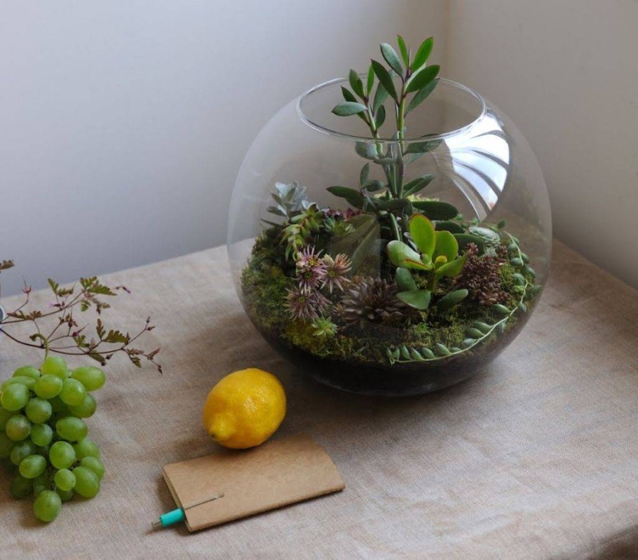 Флорариум композиции