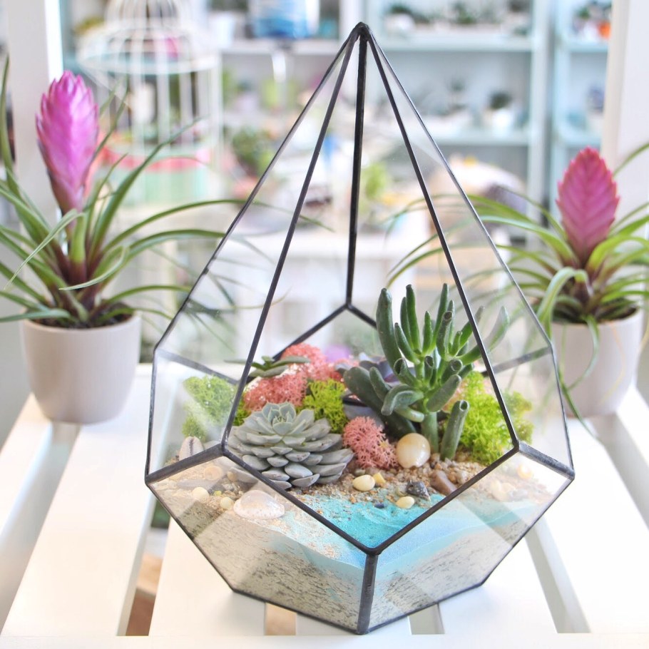 Флорариум капля-суккулент