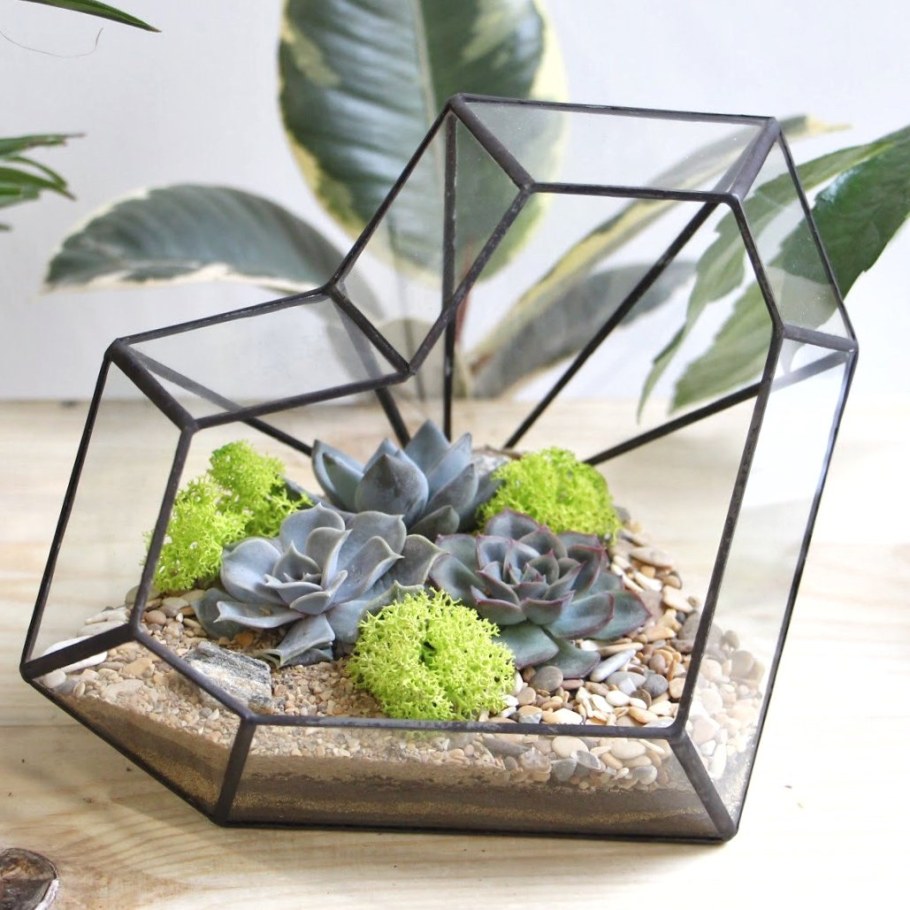 Суккуленты террариум флорариум