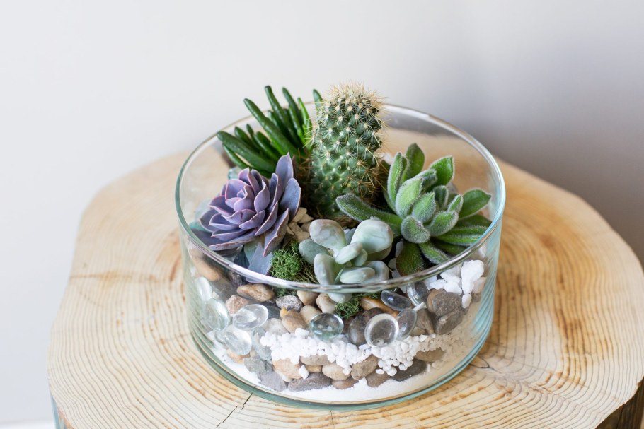 Эхеверия флорариум
