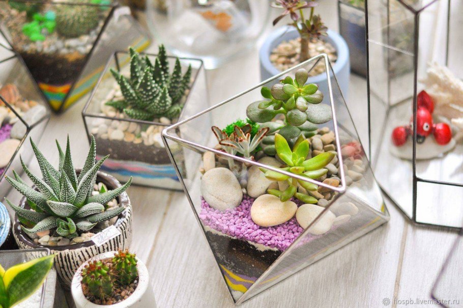 Суккуленты Крассула флорариум