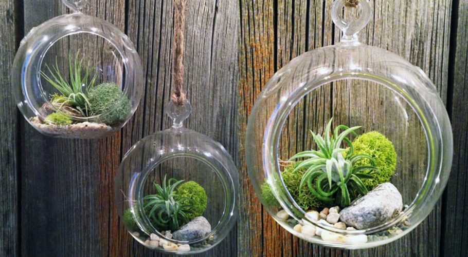 Тилландсия флорариум