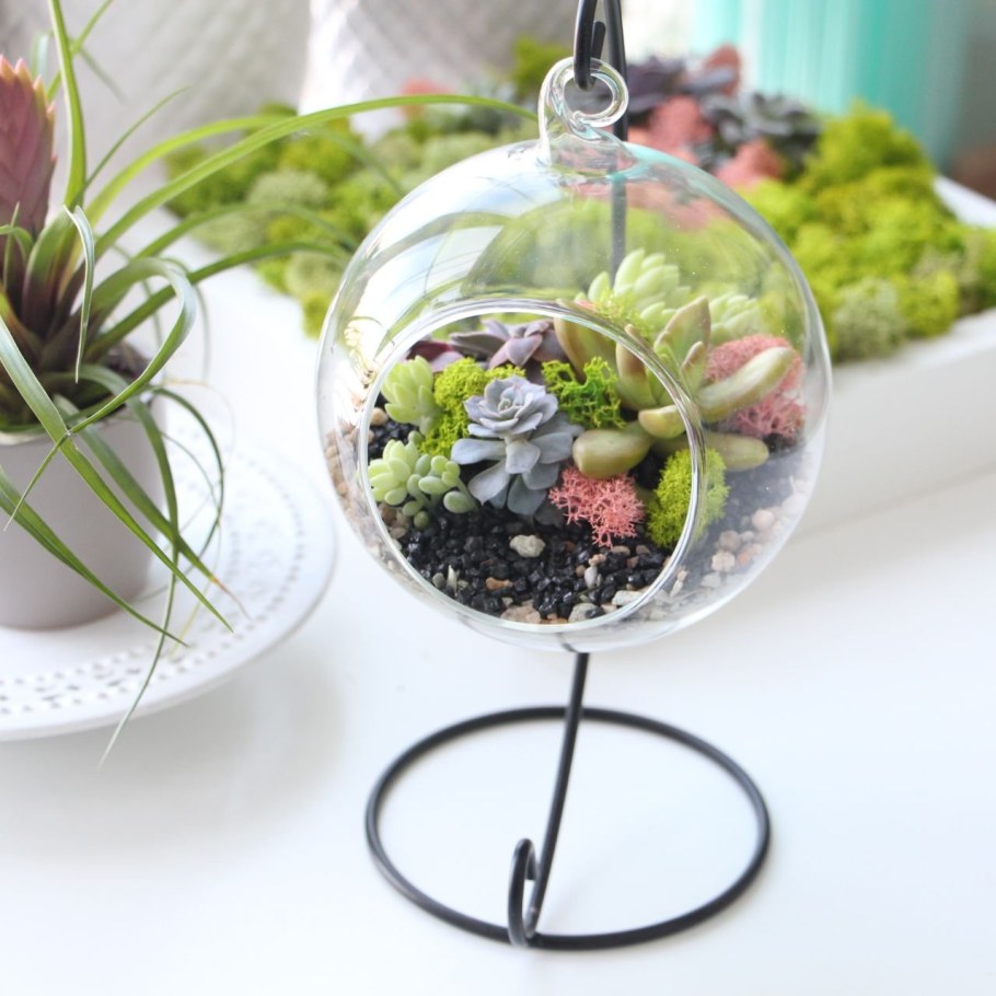 Флорариум Лазурная бухта