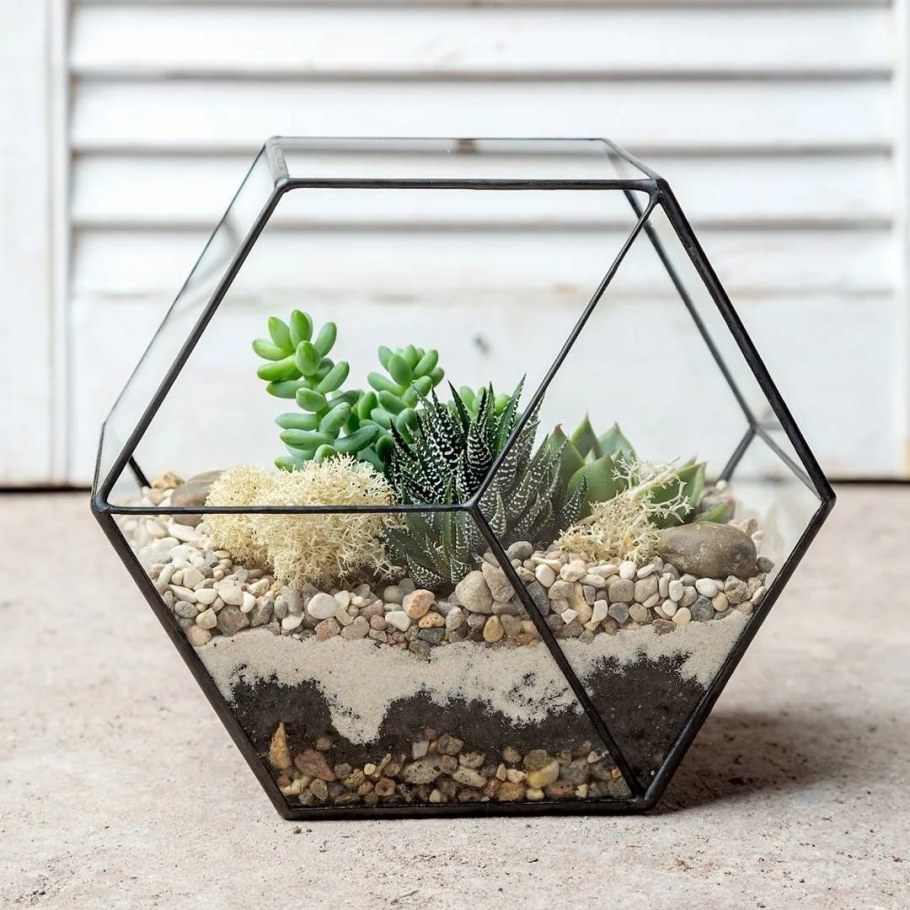 Флорариум сота