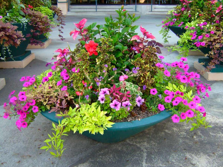 Петунья на Горке петуния альпийской