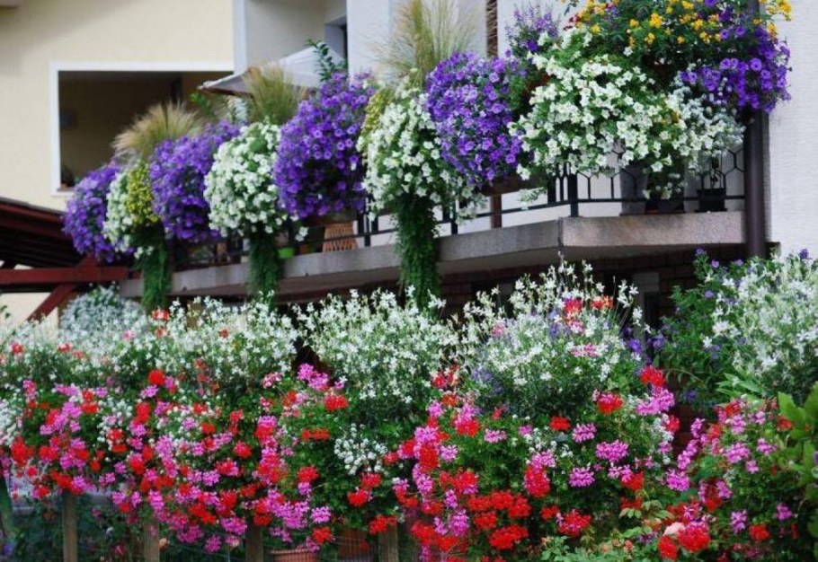 Штамбовая петуния