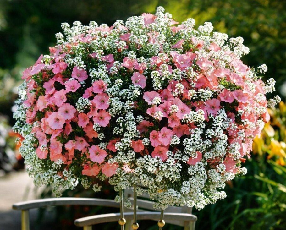 Алиссум и петуния