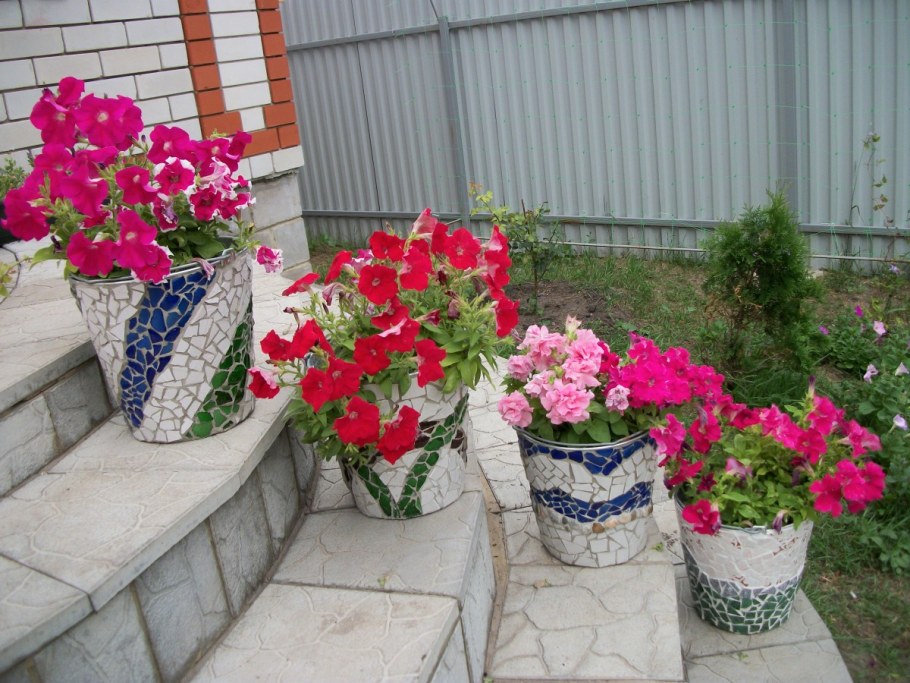 Петуния в палисаднике