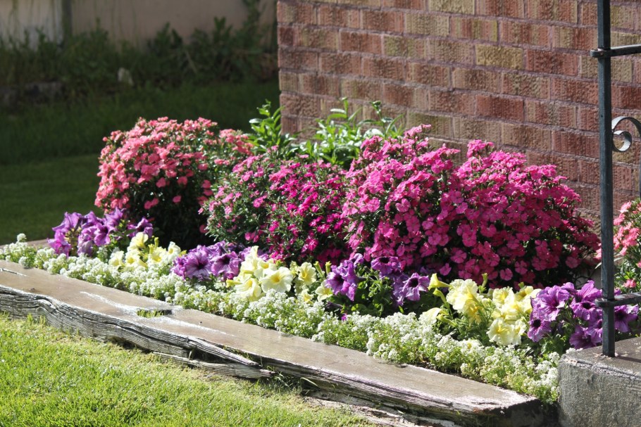 Клумба горка Альпийская петунья