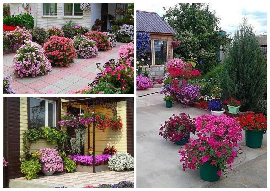 Петуния Королевская клумба