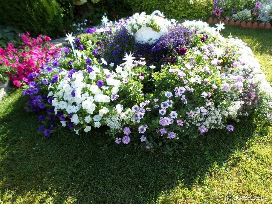 Лобелия и алиссум на клумбе