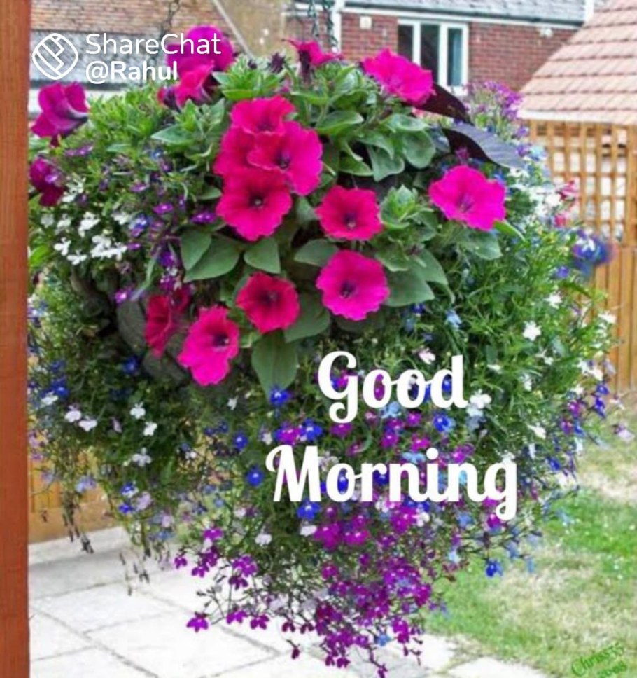 Лобелия ампельная и петуния