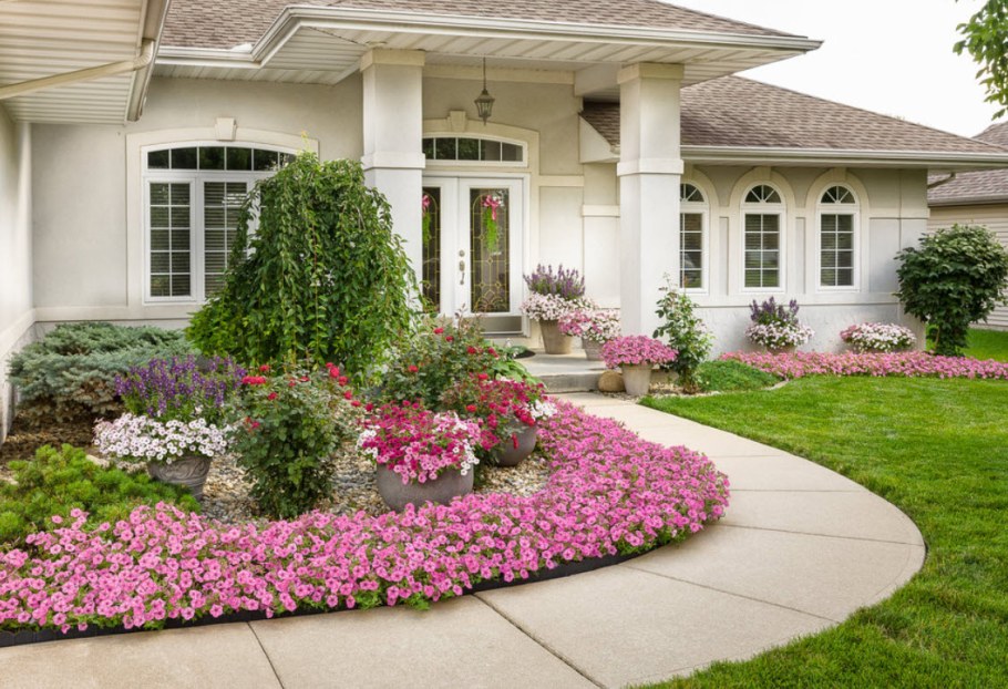 Петуния Виста в ландшафт