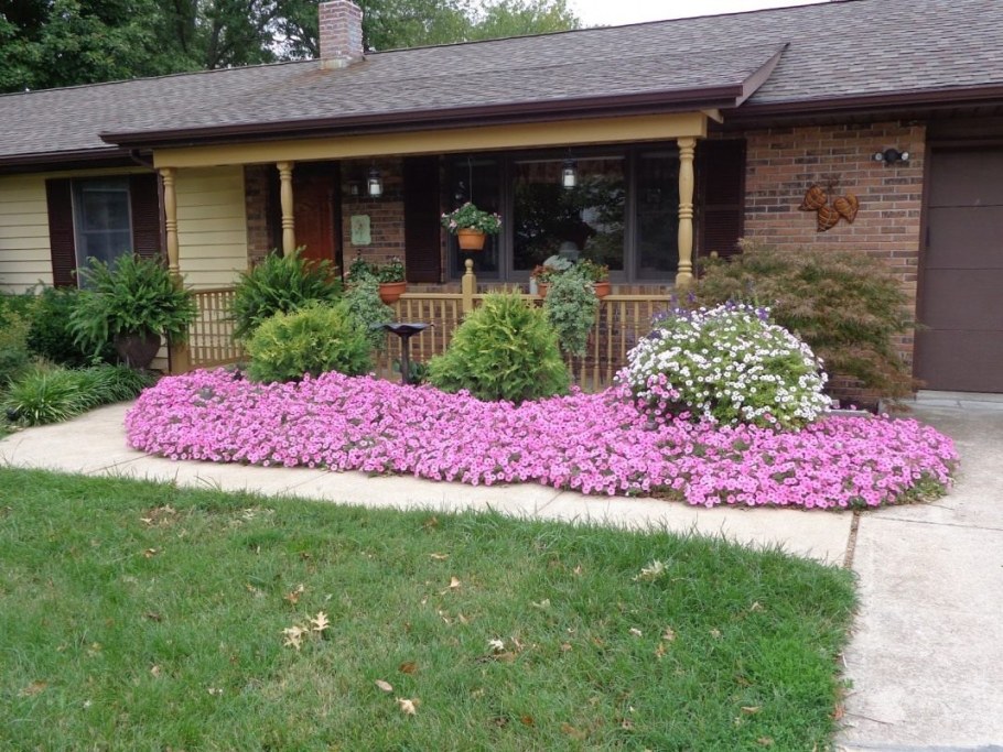 Флокс шиловидный вдоль дорожек