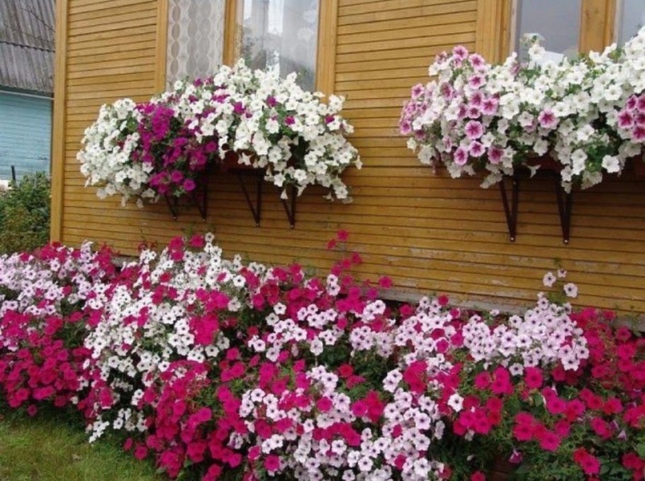 Петуния Тайдал в цветнике