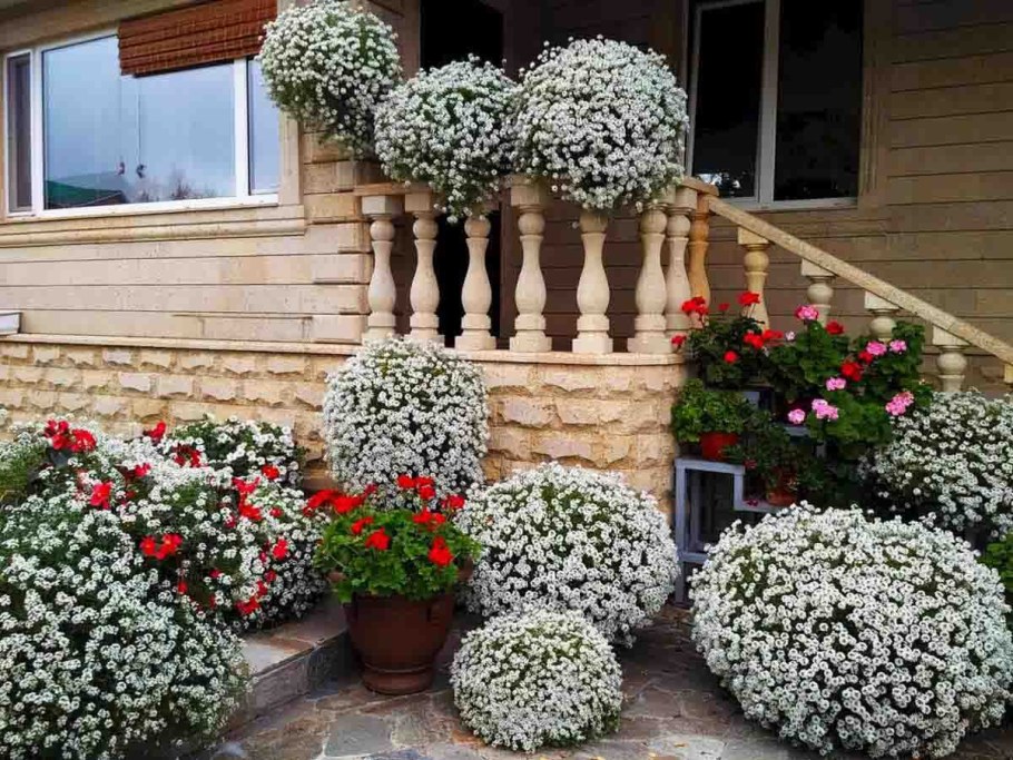 Вегетативная петуния алиссум